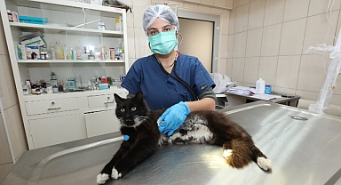 Gaziemir'de 21 bin 940 hayvana veteriner sağlık hizmeti