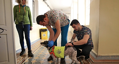 Konak'taki can dostlar için aşı mesaisi