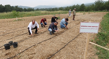 Bornova Kınalı Bamyası'na koruma kalkanı