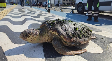 Körfez’de yaralı “Caretta Caretta” bulundu