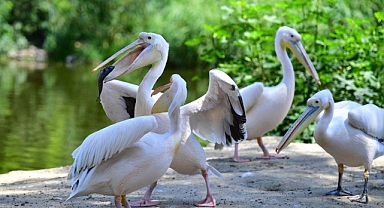 İzmir Doğal Yaşam Parkı'nın göçmen kuşları