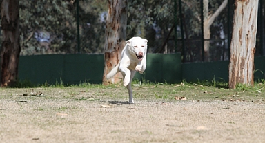 Karşıyaka’nın ampute köpekleri emin ellerde