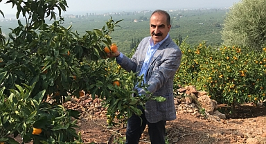 2023/24 sezonunda narenciye rekoltesinde rekor artış