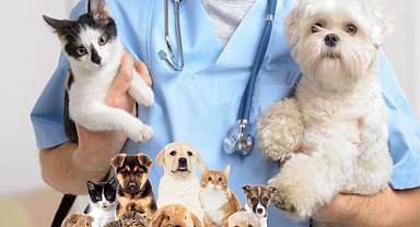 İzmir'de veteriner hekimler iş bırakıyor!