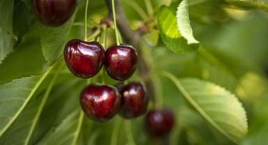 Kiraz ihracatı 200 milyon doları aştı