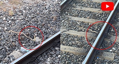 Peronda bekleyenler neye uğradığını şaşırdı… İzmir’in kalbinde ‘yılan’ paniği!