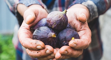 Taze incir ihracatı başladı