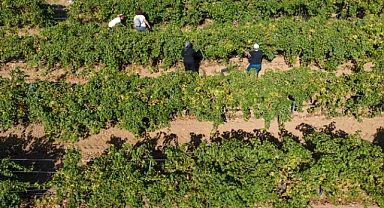 Buca bağlarında hasat başladı