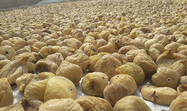 Kuru incirde ihracat hedefi 300 milyon dolar