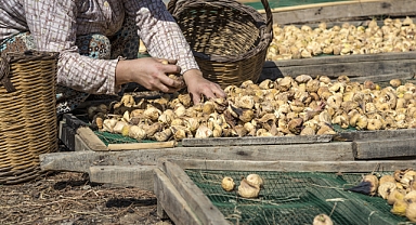 Kuru incir 109 ülkeye ihraç edildi