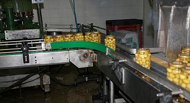 Sofralık zeytin ihracatı 100 bin tonu aştı