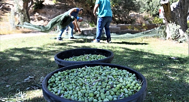 Bornova’da zeytincilik eğitimleri devam ediyor