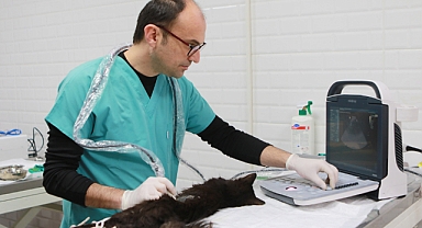 Bayraklı’da son 4,5 yılda 20 bin sokak hayvanına sağlık hizmeti