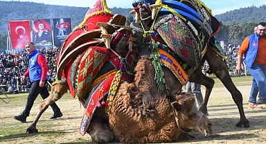 Torbalı’da Deve Güreşi Festivali gerçekleşti