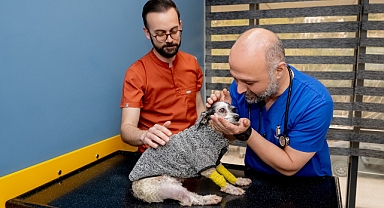 Açık kalp cerrahisinde Türkiye’de bir ilk: ‘İzmir Hayvan Hastanesi’nden başarılı operasyon!