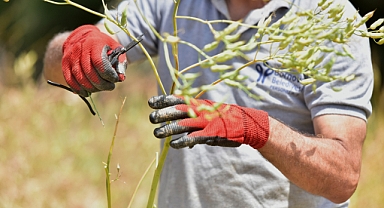  Atalık tohumlar Bornova'da yaşatılıyor