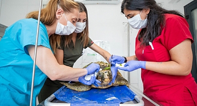 Körfez’deki yaralı Caretta caretta kurtarıldı