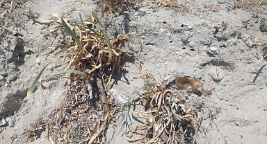 Çeşme'de 'zambak' katliamı… Yetkililer nerede?