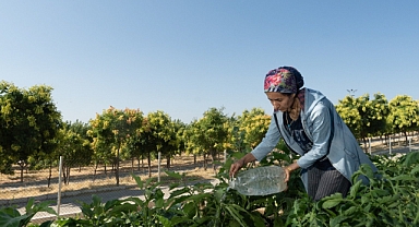 Mahalle bostanında hasat zamanı