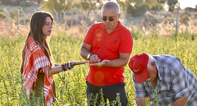 Çeşme'de Ata Tohumu susamda ilk hasat yapıldı