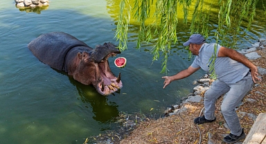 İzmirli çiftçi tarlada kalan karpuzunu hayvanlara bağışladı