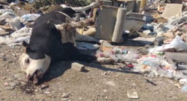 Kemalpaşa'da tedirgin eden görüntüler!