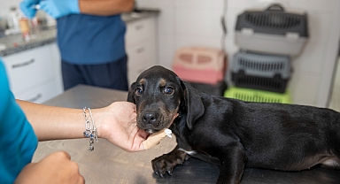 Konak'ta can dostların yeni yuva mutluluğu
