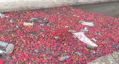 Bu ne kirlilik! Vatandaş ve esnaf şikayetçi!