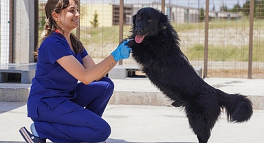 İzmir'de sahipsiz hayvanlar için planlama hazır!