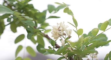 İzmir'in dağlarında çiçekler açtı!