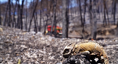 İzmir son 20 yılın en zorlu yazını geçirdi