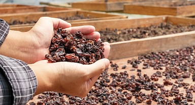 Kuru üzümde yarım milyarlık ihracat