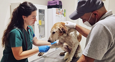 Narlıdere Belediyesi'nde can dostlar için hummalı çalışma !