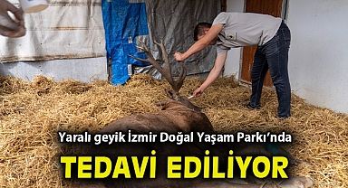 Yaralı geyik İzmir Doğal Yaşam Parkı'nda tedavi ediliyor