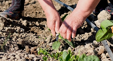 Bornova'da doğal ürünler kadınların emekleriyle yeşeriyor... Kent Bostanı'nda ilk hasat!
