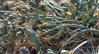 Çeşme'de kum zambakları kaderine terk edildi!