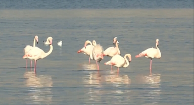 Başkan Tugay düğmeye bastı, Körfez yeniden hayat buldu!