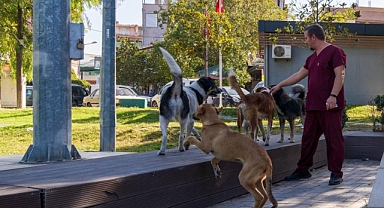 11 metropol ilçede 15 bin köpek... Büyükşehir'den kritik veri