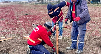 Menderes'te kum zambakları koruma altında