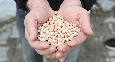 Urla'da tarıma can suyu: Çiftçiye nohut tohumu desteği