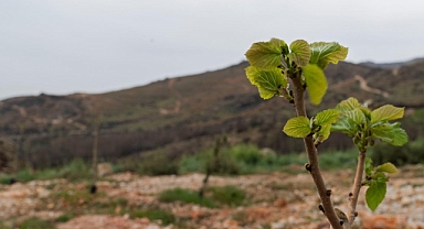 Yangın sonrası ağaçlar hayata tutundu... Yamanlar'a bahar geldi!