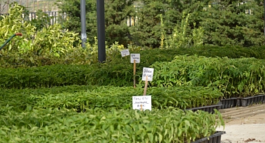 Efes Tarlası Yaşam Köyü'nde yerel tohumlarla üretim devam ediyor