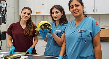 İzmir'de yangından kurtarılan kaplumbağanın tedavisi sürüyor