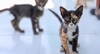 Buca'da 212 patili dost yeni ailesine kavuştu