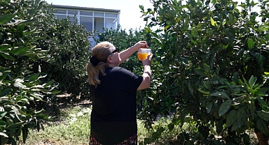 Büyükşehir'den üreticiye Akdeniz meyve sineği ile mücadele desteği