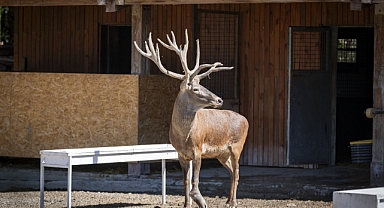 Fabrikaya sığınmıştı... İyileşen kızıl geyik Paşa yeni yuvasında!