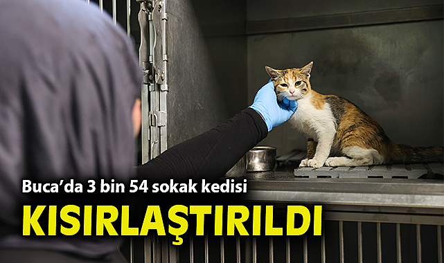 Buca'da 3 bin 54 sokak kedisi kısırlaştırıldı
