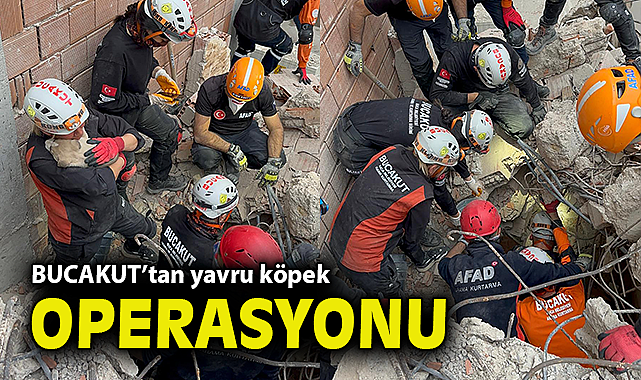 BUCAKUT'tan yavru köpek operasyonu