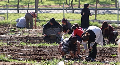 Mahalle bostanlarında kış dikimleri başladı