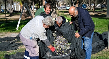 Bornova'da 1500 zeytin ağacında hasada başlandı